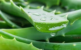 L’aloe vera: il miracolo verde della natura