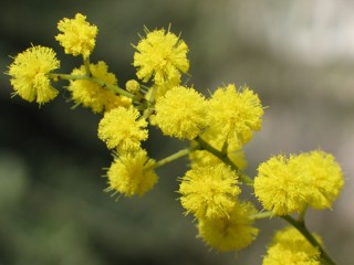 8 Marzo
