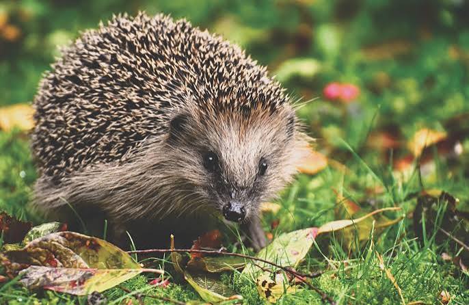 Il riccio: un piccolo protagonista dell’autunno