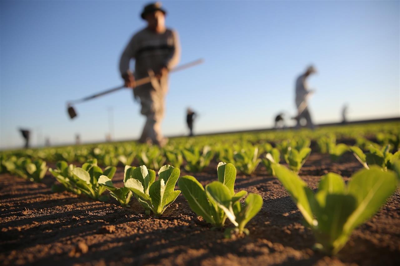 L’agricoltura