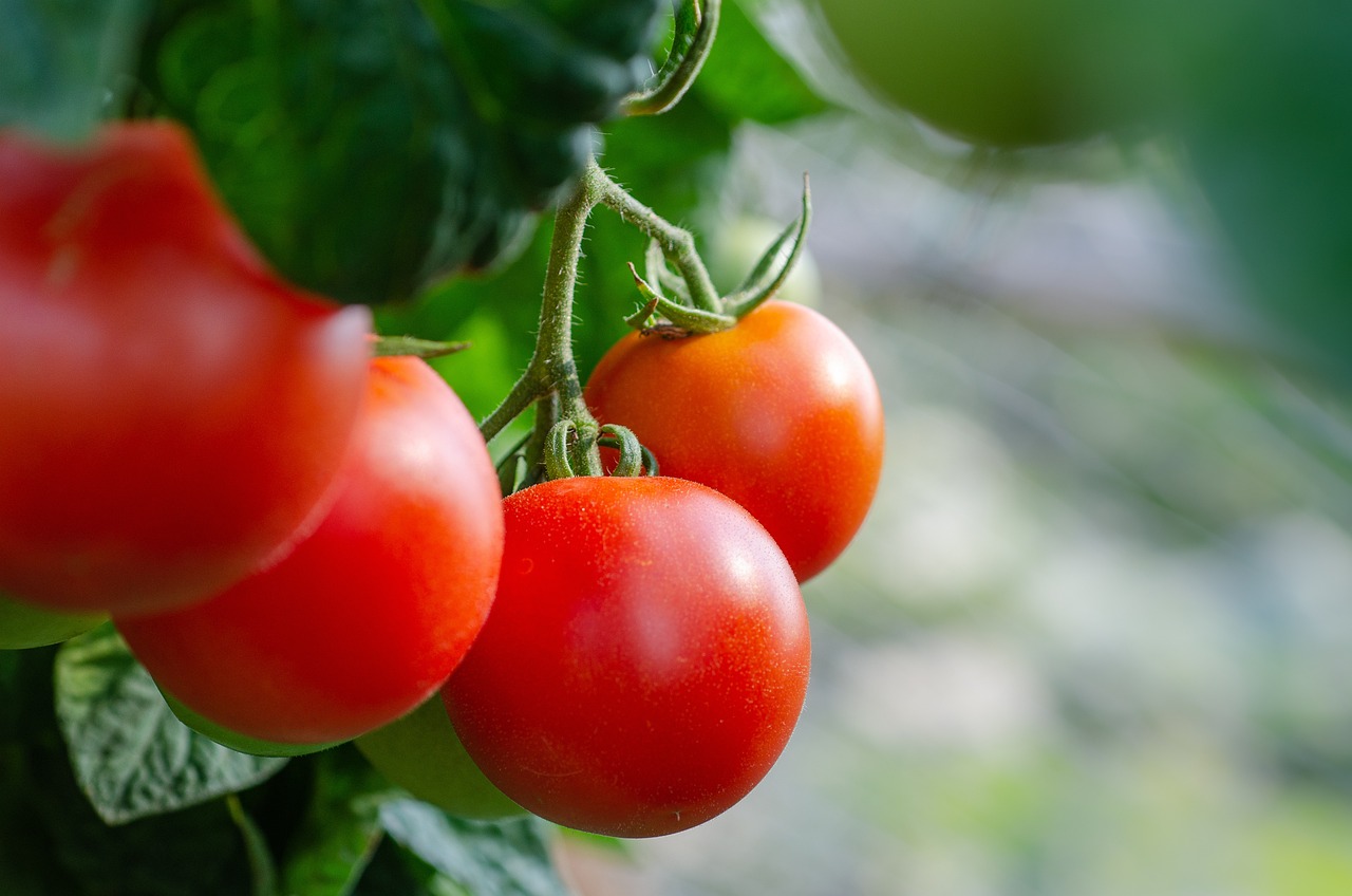 Il Pomodoro: re dell’orto e della cucina italiana