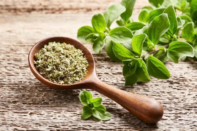 L’origano: una piccola pianta dal grande sapore