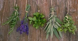 Come conservare al meglio le erbe aromatiche fresche