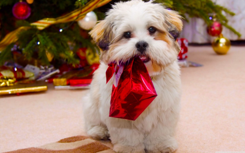 Regali Di Natale Per Cani.Idee Regali Di Natale Per Il Mio Cane Donnissima It