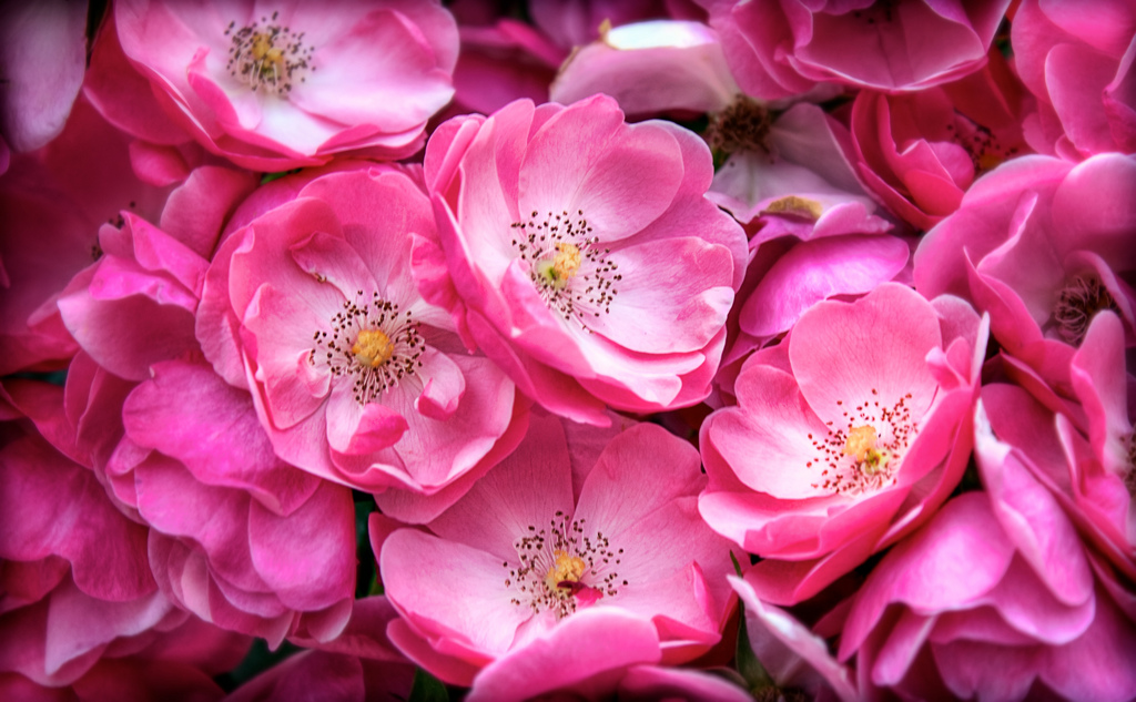 I fiori più belli per un matrimonio
